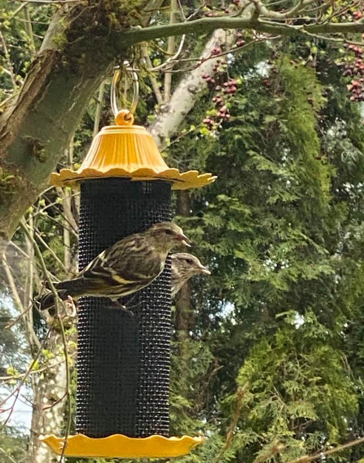 Finches at bird feeder